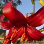 Liilia Red Velvet